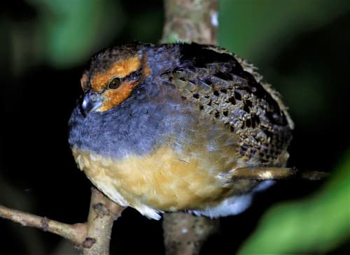 Tawny-faced Quail