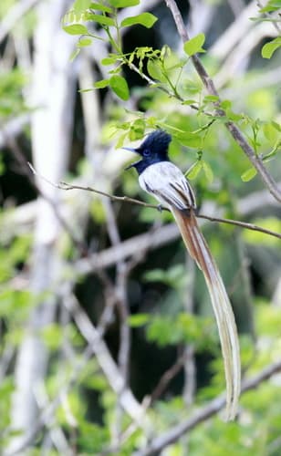 Tenggara Paradise-Flycatcher