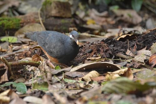 Thick-billed Ground-Pigeon