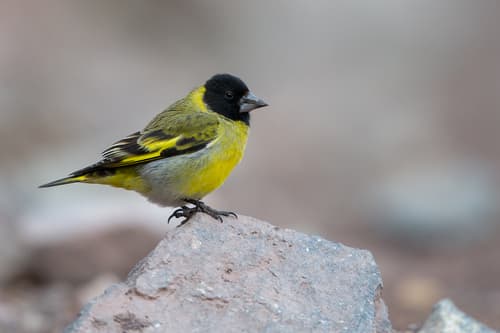Thick-billed Siskin