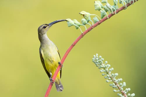 Thick-billed Spiderhunter