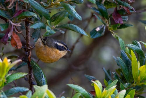 Three-striped Hemispingus