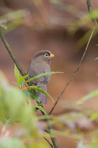 Three-toed Parrotbill