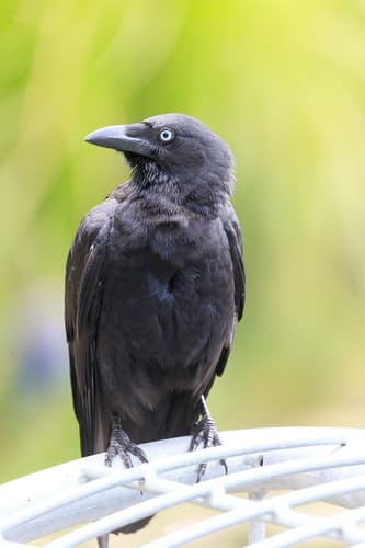 Torresian Crow