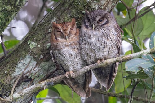 Tropical Screech-Owl