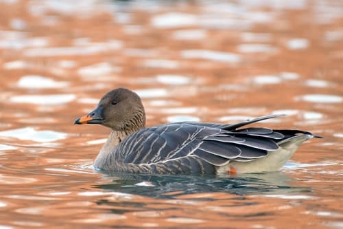 Tundra Bean Goose