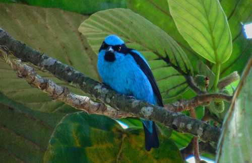 Turquoise Dacnis