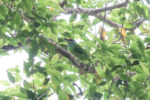 Turquoise-throated Barbet