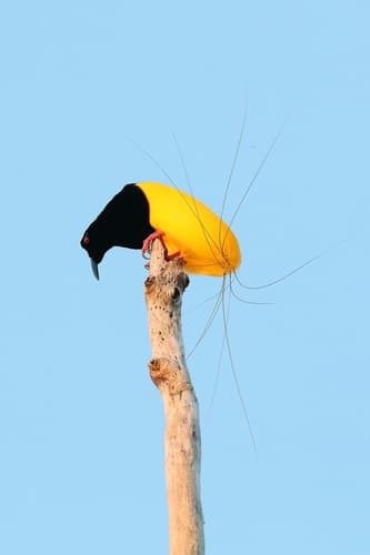 Twelve-wired Bird-of-Paradise