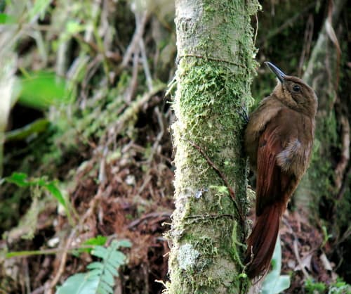 Tyrannine Woodcreeper