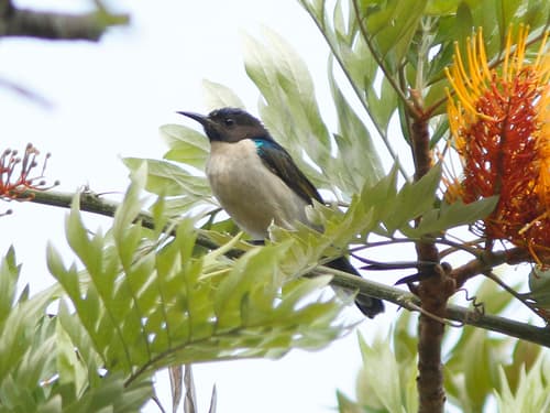 Uluguru Violet-backed Sunbird