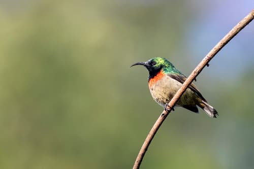 Usambara Double-collared Sunbird