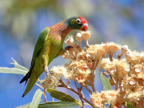 Varied Lorikeet
