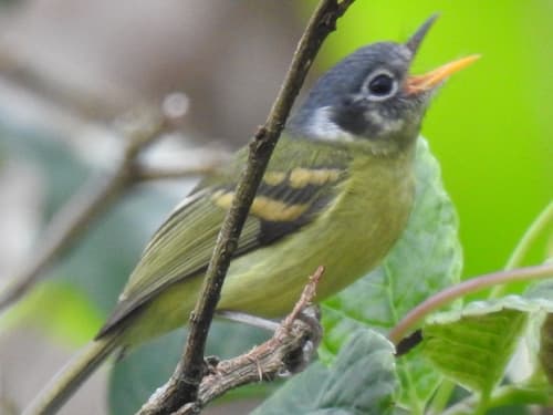 Variegated Bristle-Tyrant