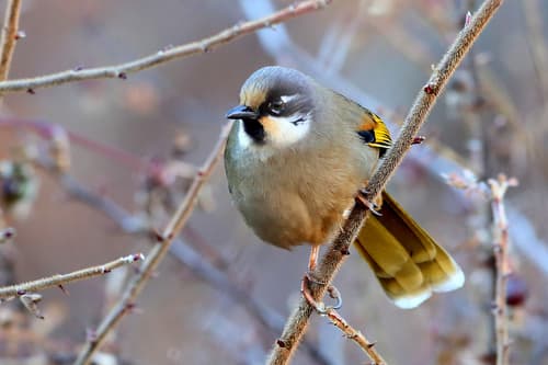Variegated Laughingthrush