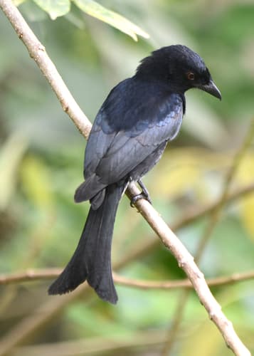Velvet-mantled Drongo