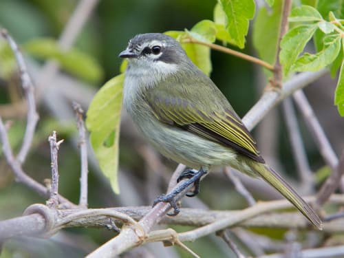 Venezuelan Tyrannulet