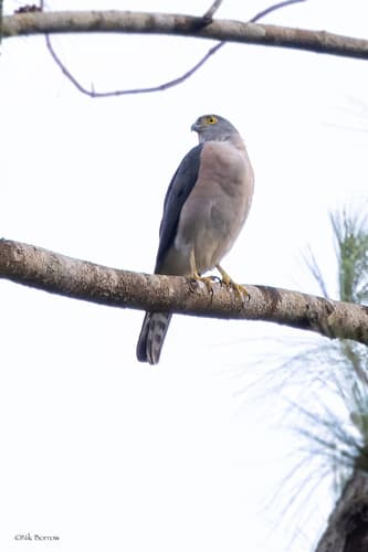 Vinous-breasted Sparrowhawk