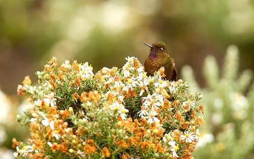 Violet-throated Metaltail