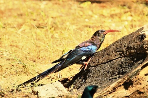 Violet Woodhoopoe