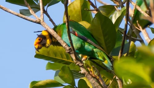Vulturine Parrot