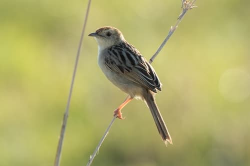 Wailing Cisticola
