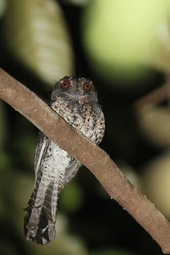 Wallace's Owlet-nightjar