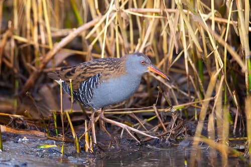 Water Rail
