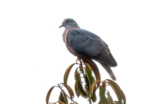 Western Bronze-naped Pigeon