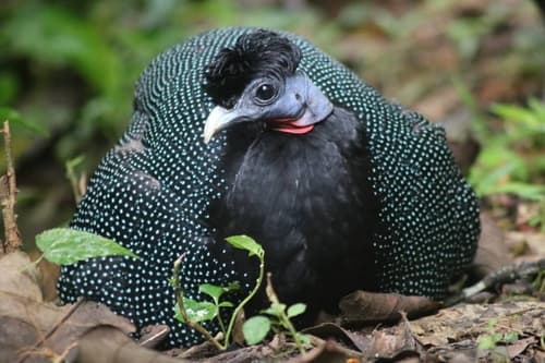 Western Crested Guineafowl