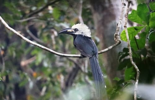 Western Long-tailed Hornbill