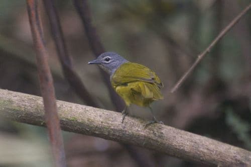 Western Mountain-Greenbul