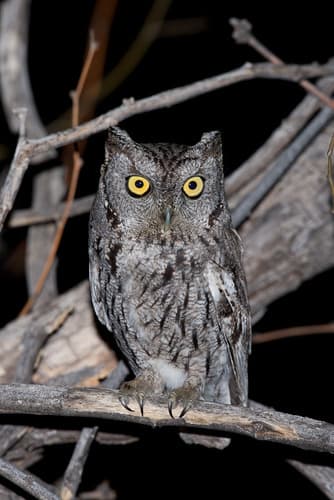 Western Screech-Owl