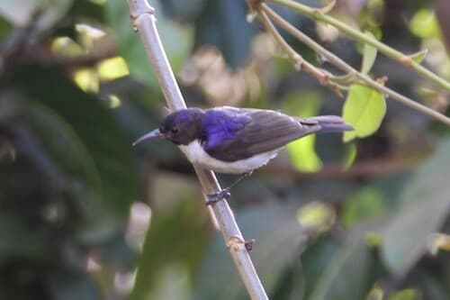 Western Violet-backed Sunbird