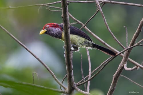 Western Yellow-billed Barbet