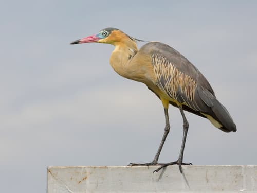 Whistling Heron