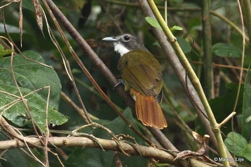White-bearded Greenbul