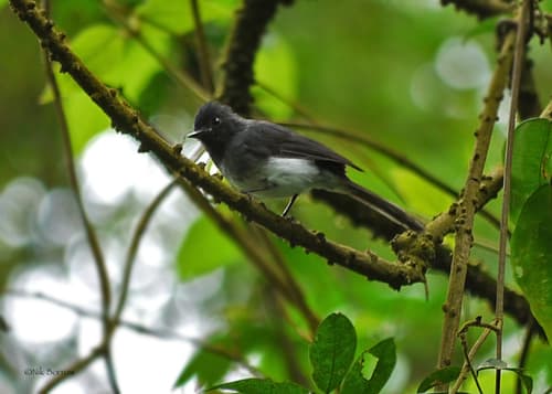 White-bellied Crested Flycatcher