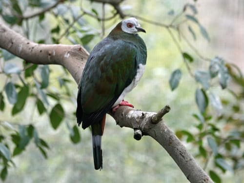 White-bellied Imperial Pigeon