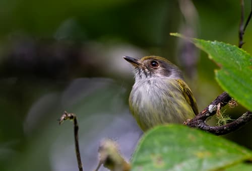 White-bellied Pygmy-Tyrant
