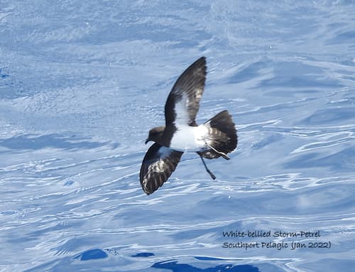 White-bellied Storm-Petrel