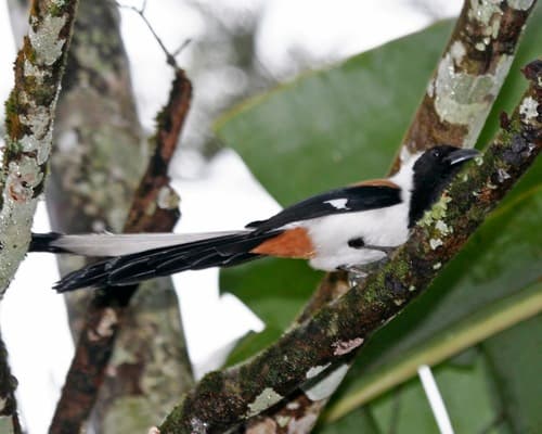 White-bellied Treepie