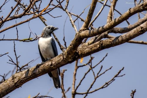 White-breasted Cuckooshrike