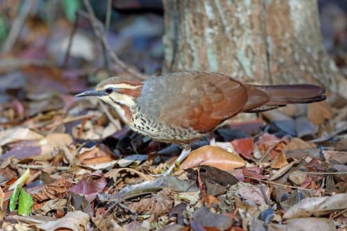 White-breasted Mesite
