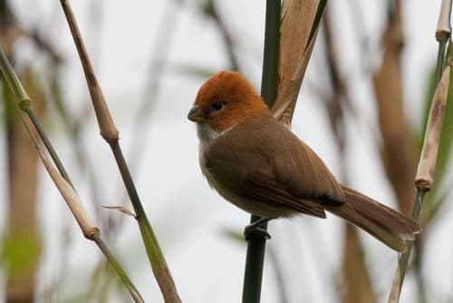 White-breasted Parrotbill