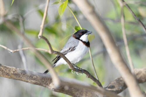 White-breasted Whistler