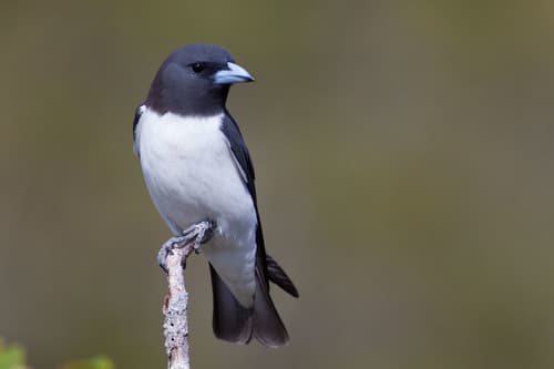 White-breasted Woodswallow