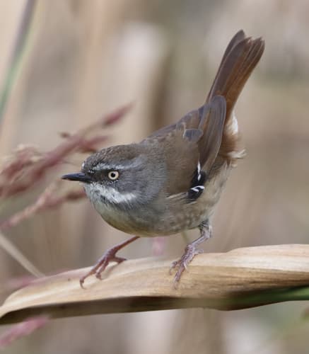 White-browed Scrubwren