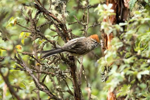 White-browed Tit-Spinetail