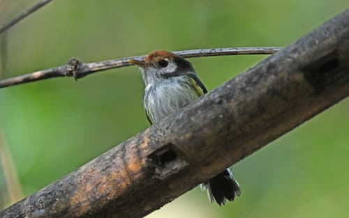 White-cheeked Tody-Flycatcher